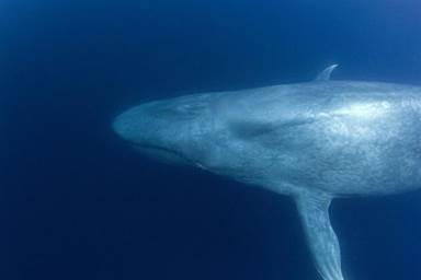 Blue Whale